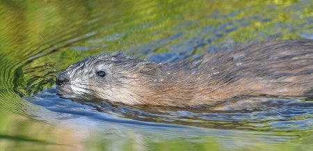 Schwimmender Bisam Schwimmender Bisam