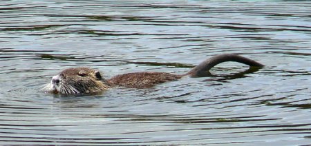 schwimmende Nutria: Nase und Tasthaare sind hell, der Schwanz im Querschnitt rund schwimmende Nutria: Nase und Tasthaare sind hell, der Schwanz im Querschnitt rund